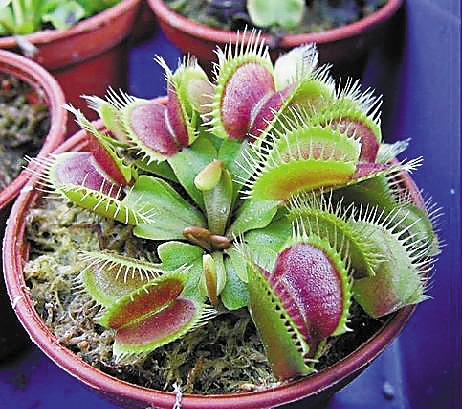 捕蝇草最简单的养植方法技巧图解,捕蝇草能活多久不吃虫子会死吗