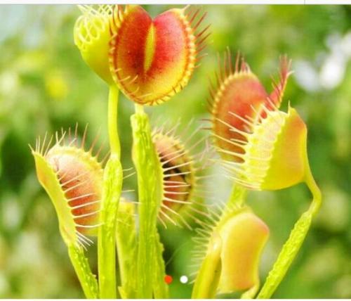 捕蝇草最简单的养植方法技巧图解,捕蝇草能活多久不吃虫子会死吗