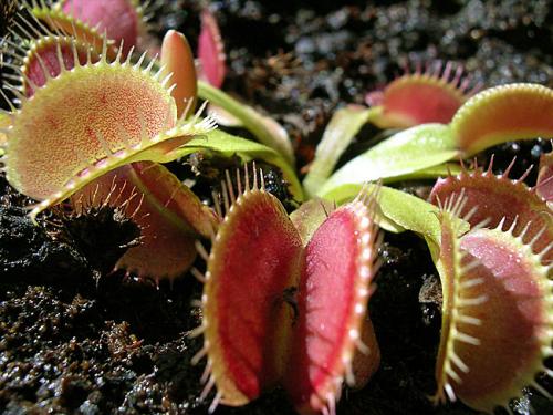 捕蝇草最简单的养植方法技巧图解,捕蝇草能活多久不吃虫子会死吗