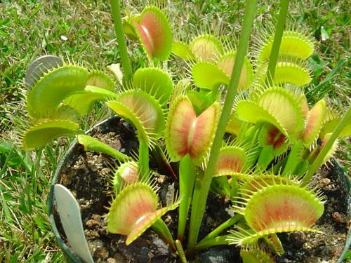 ��Ӭ����򵥵���ֲ��������ͼ��,��Ӭ���ܻ��ò��Գ��ӻ�����