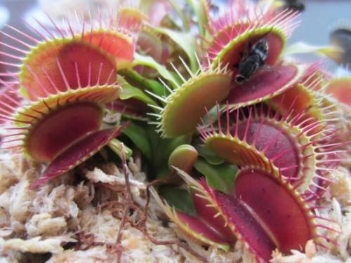 ��Ӭ����򵥵���ֲ��������ͼ��,��Ӭ���ܻ��ò��Գ��ӻ�����