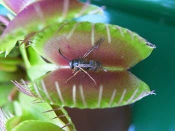 ��Ӭ����򵥵���ֲ��������ͼ��,��Ӭ���ܻ��ò��Գ��ӻ�����