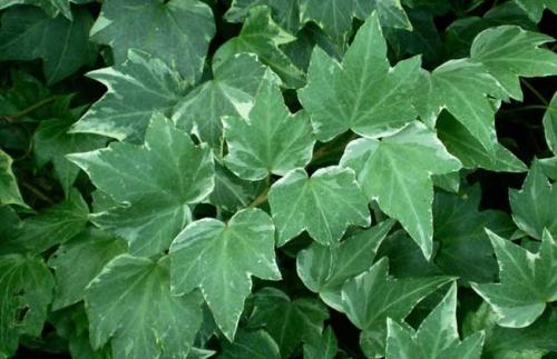 常春藤养殖方法图解和注意事项,常春藤的功效与作用可以放卧室吗