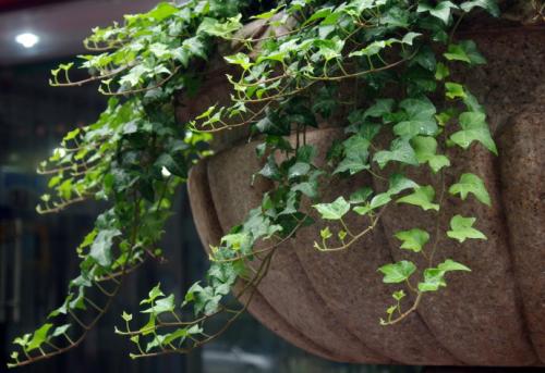 常春藤养殖方法图解和注意事项,常春藤的功效与作用可以放卧室吗