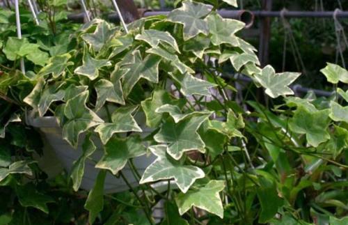 常春藤养殖方法图解和注意事项,常春藤的功效与作用可以放卧室吗