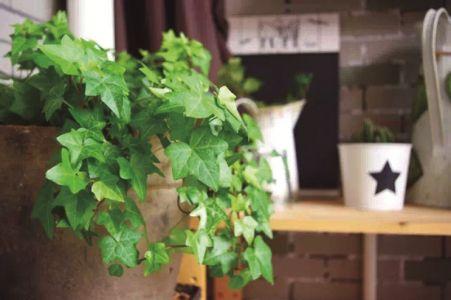 常春藤养殖方法图解和注意事项,常春藤的功效与作用可以放卧室吗