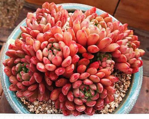 ����ֲ������ЩƷ�ִ�ȫͼƬ,����ֲ���ж�����ֳ������ע������