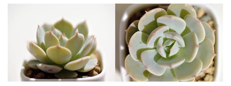 ����ֲ������ЩƷ�ִ�ȫͼƬ,����ֲ���ж�����ֳ������ע������