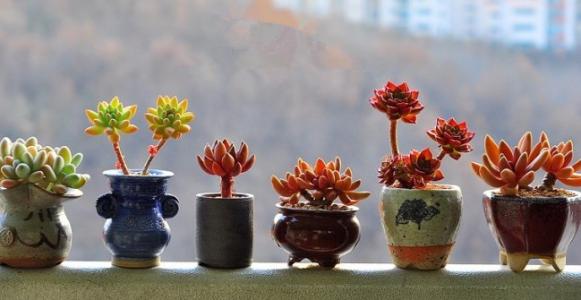 多肉植物有哪些品种大全图片,多肉植物有毒吗养殖方法和注意事项