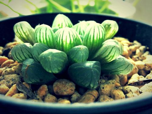 ����ֲ������ЩƷ�ִ�ȫͼƬ,����ֲ���ж�����ֳ������ע������