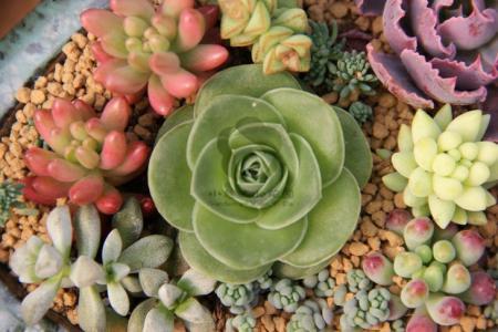 多肉植物有哪些品种大全图片,多肉植物有毒吗养殖方法和注意事项