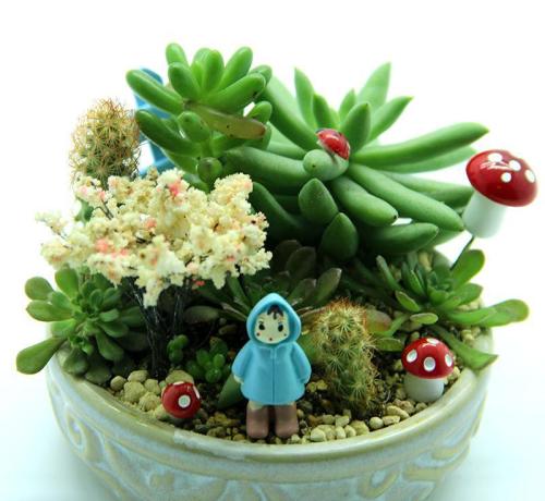 多肉植物有哪些品种大全图片,多肉植物有毒吗养殖方法和注意事项