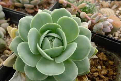 多肉植物有哪些品种大全图片,多肉植物有毒吗养殖方法和注意事项