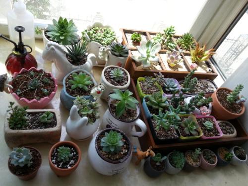 多肉植物有哪些品种大全图片,多肉植物有毒吗养殖方法和注意事项