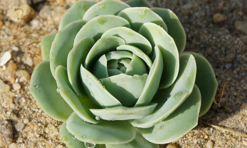 ����ֲ������ЩƷ�ִ�ȫͼƬ,����ֲ���ж�����ֳ������ע������