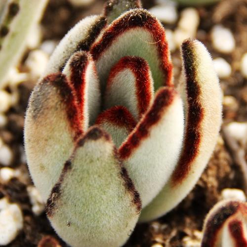 ����ֲ������ЩƷ�ִ�ȫͼƬ,����ֲ���ж�����ֳ������ע������