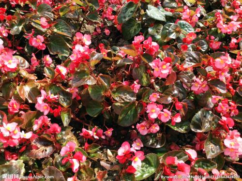 四季海棠花的养殖方法和注意事项,海棠花有毒吗可以放在室内养吗