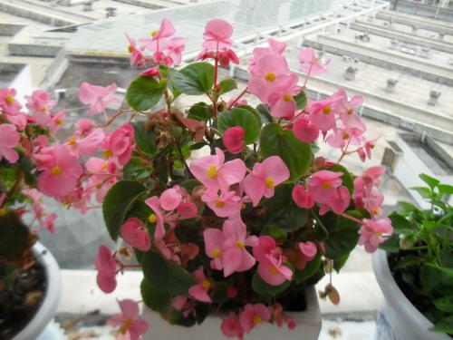 四季海棠花的养殖方法和注意事项,海棠花有毒吗可以放在室内养吗