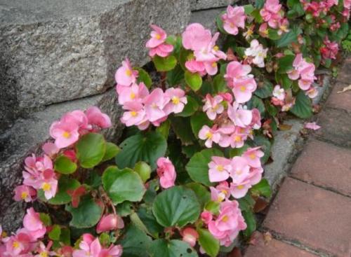 四季海棠花的养殖方法和注意事项,海棠花有毒吗可以放在室内养吗