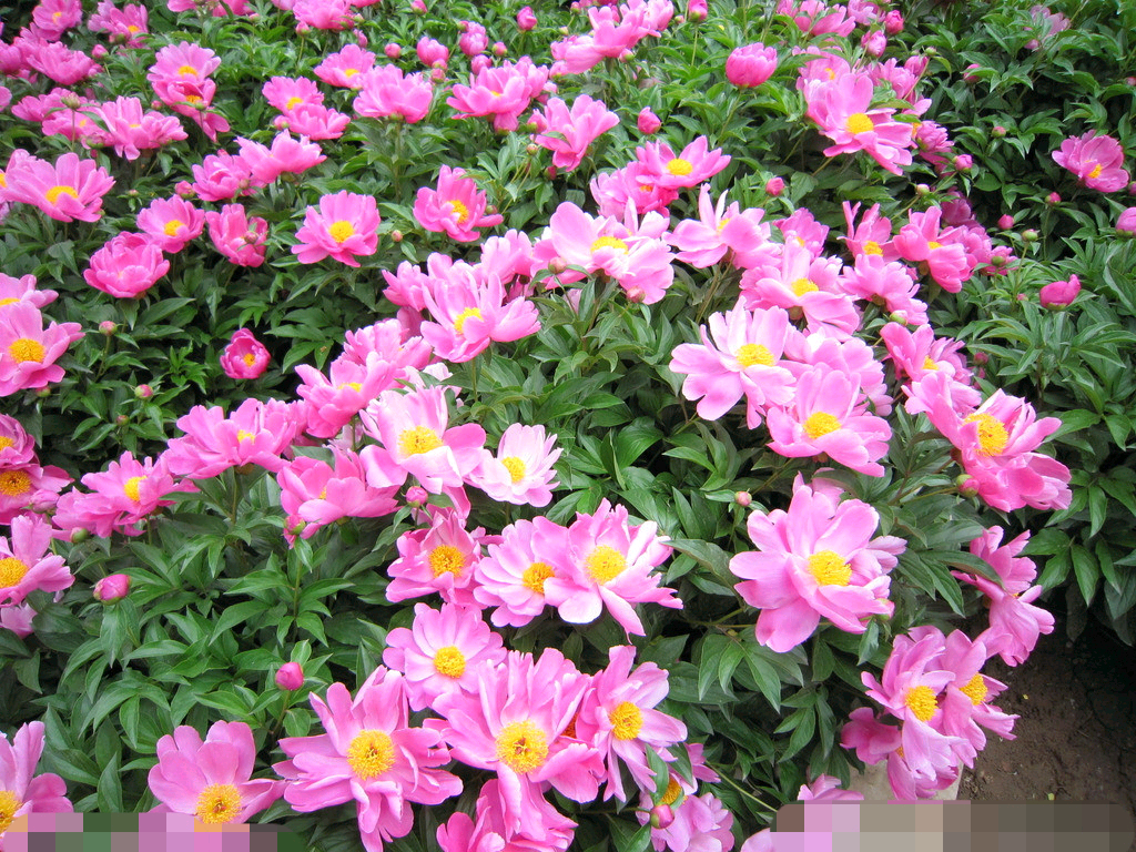 ��ҩ�ļ���ֲ��������������ҩ�ü�ֵ ��ҩ�������빦Ч������