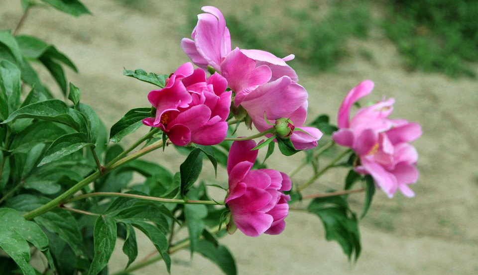 ��ҩ�ļ���ֲ��������������ҩ�ü�ֵ ��ҩ�������빦Ч������