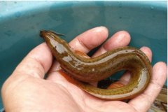 泥鳅养殖技术大全投资多少利润风险及销路 泥鳅价格2017年市场价