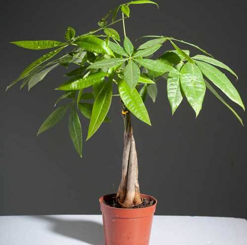 ����������ȷ��ֳ�޼�����ͼ���ע������,�������ø��ľ��η���