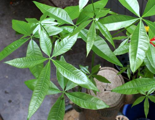 ����������ȷ��ֳ�޼�����ͼ���ע������,�������ø��ľ��η���