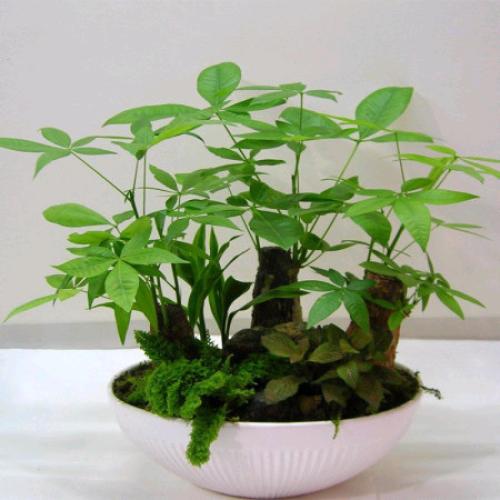 ����������ȷ��ֳ�޼�����ͼ���ע������,�������ø��ľ��η���