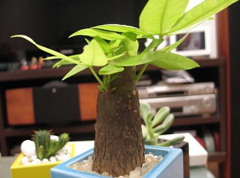 ����������ȷ��ֳ�޼�����ͼ���ע������,�������ø��ľ��η���