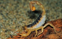 蝎子的养殖方法技术资料大全 蝎子养殖市场前景风险利润骗局分析