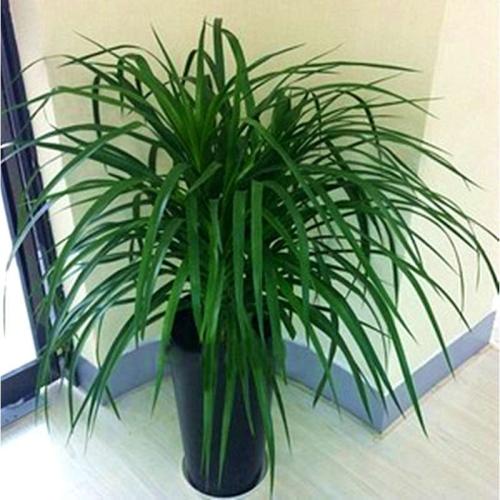 龙血树的养殖方法和注意事项有哪些,龙血树的风水大忌放客厅好吗