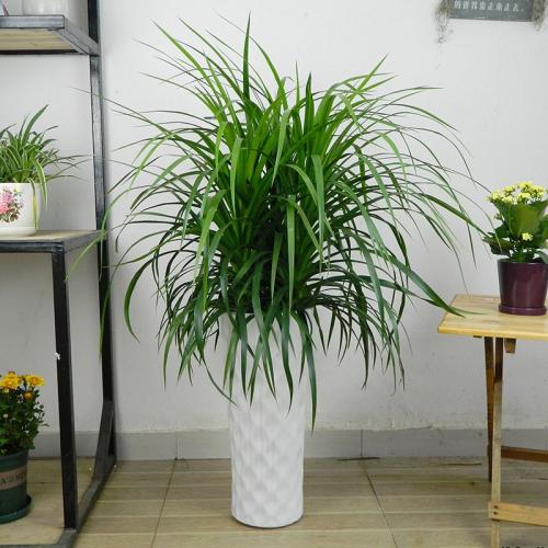 龙血树的养殖方法和注意事项有哪些,龙血树的风水大忌放客厅好吗