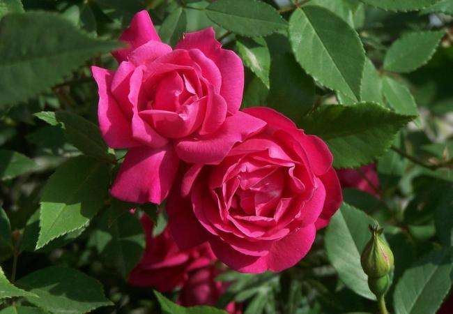 月季花嫁接技术图解功效与作用禁忌 月季花的养殖方法及注意事项