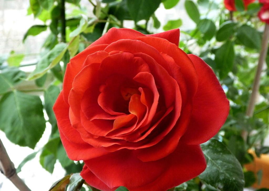 月季花嫁接技术图解功效与作用禁忌 月季花的养殖方法及注意事项