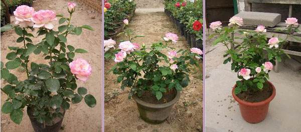 月季花嫁接技术图解功效与作用禁忌 月季花的养殖方法及注意事项