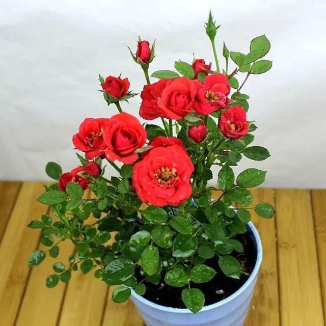 月季花嫁接技术图解功效与作用禁忌 月季花的养殖方法及注意事项