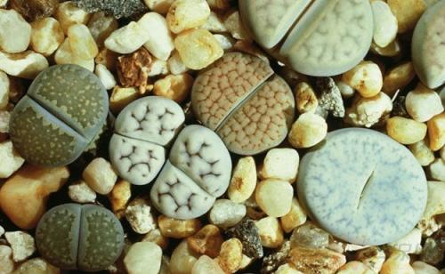 ʯ򵥵Ĳȫ̽,ʯòſôֳ