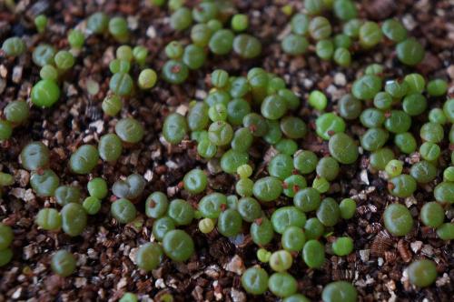 ʯ򵥵Ĳȫ̽,ʯòſôֳ