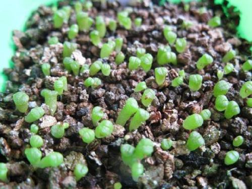 ʯ򵥵Ĳȫ̽,ʯòſôֳ