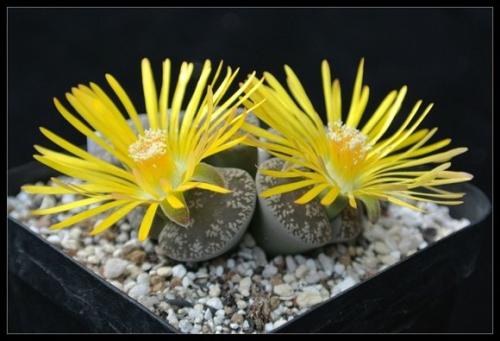 ʯ򵥵Ĳȫ̽,ʯòſôֳ