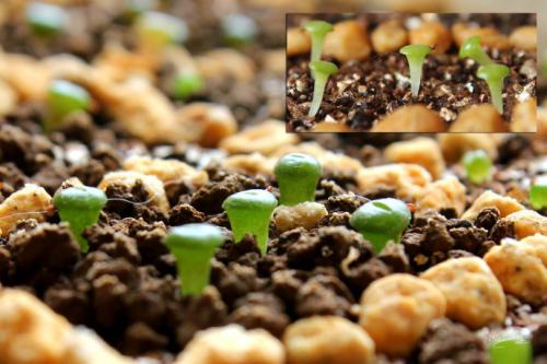 ʯ򵥵Ĳȫ̽,ʯòſôֳ