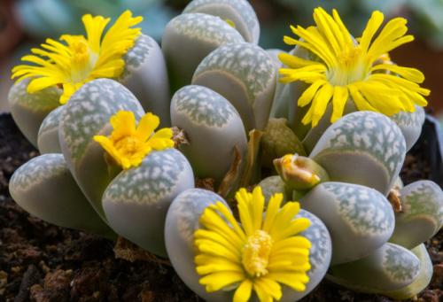 ʯ򵥵Ĳȫ̽,ʯòſôֳ