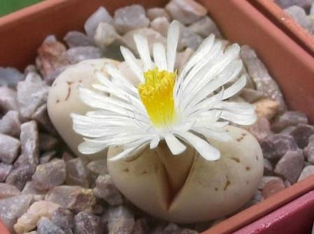 ʯ򵥵Ĳȫ̽,ʯòſôֳ