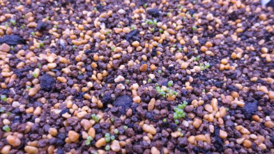 ʯ򵥵Ĳȫ̽,ʯòſôֳ