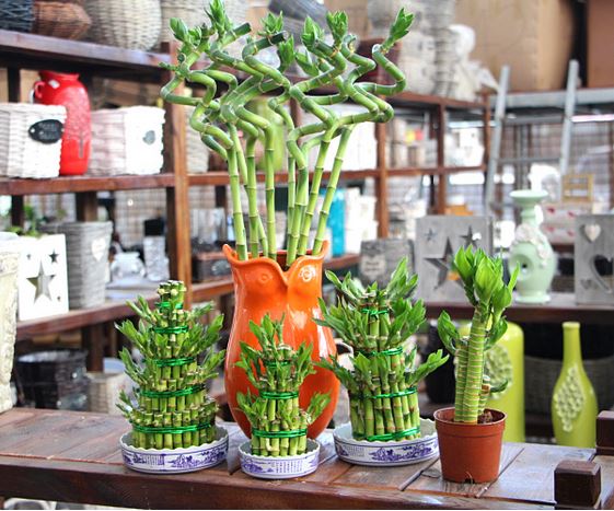 转运竹的养殖方法和注意事项摆放哪风水好 转运竹长高了怎么修剪