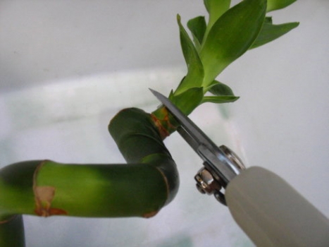 转运竹的养殖方法和注意事项摆放哪风水好 转运竹长高了怎么修剪