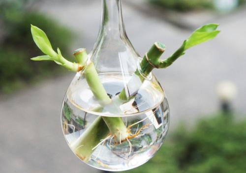 转运竹和富贵竹哪个好怎么使用才能转运?转运竹水养几根才最好