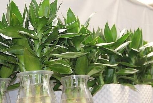 转运竹和富贵竹哪个好怎么使用才能转运?转运竹水养几根才最好