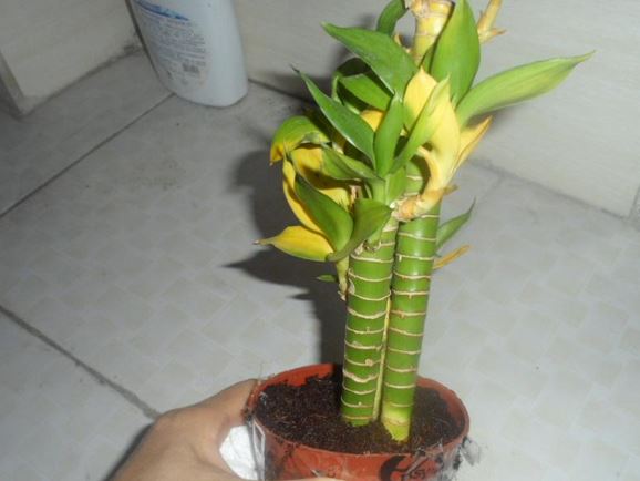 转运竹和富贵竹哪个好怎么使用才能转运?转运竹水养几根才最好